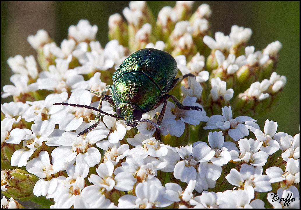 Chryptocephalus sp. - Chrysomelidae